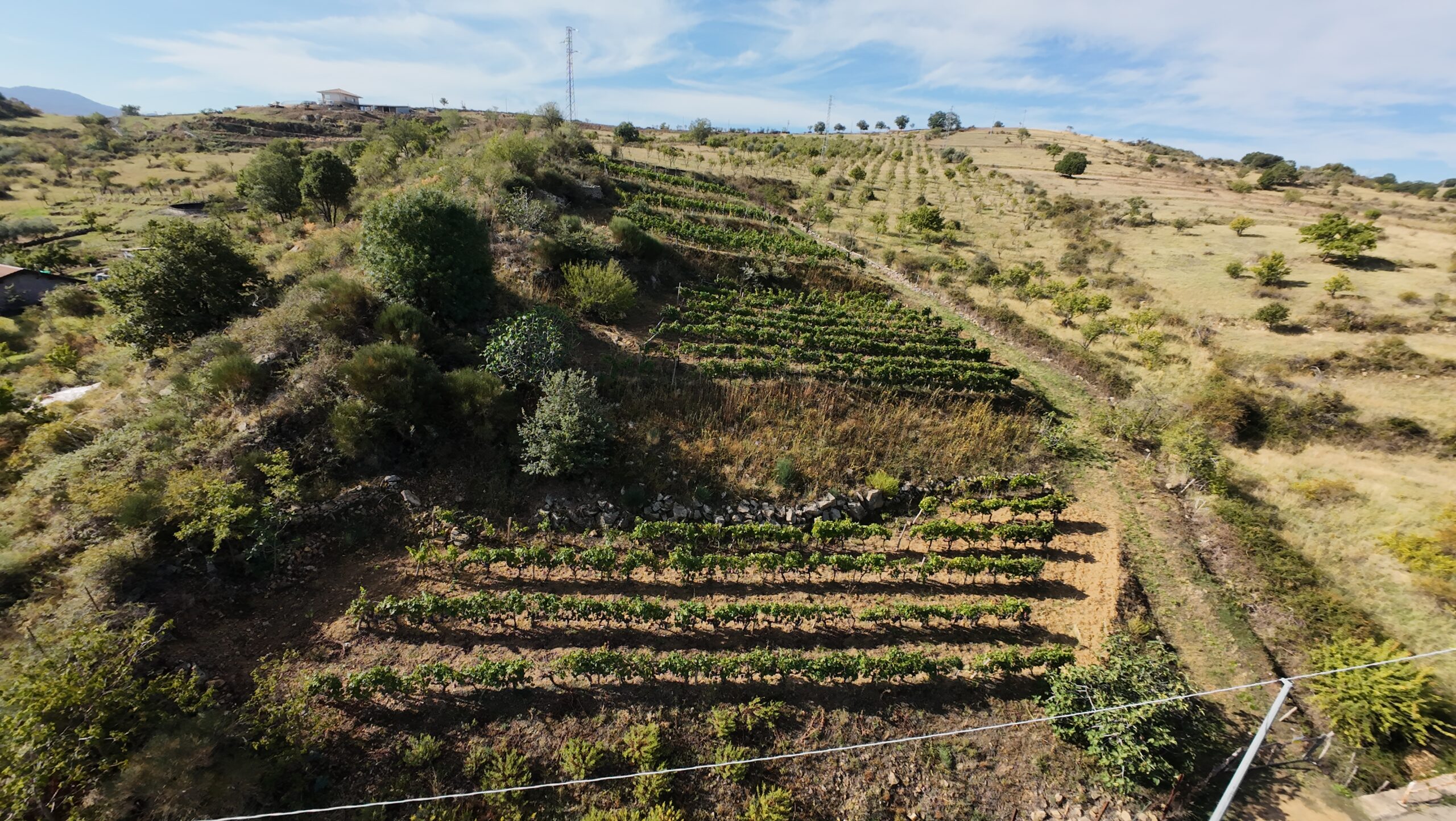 Terreno Agricolo – Vigneto – C.da Filice, Maletto (CT)