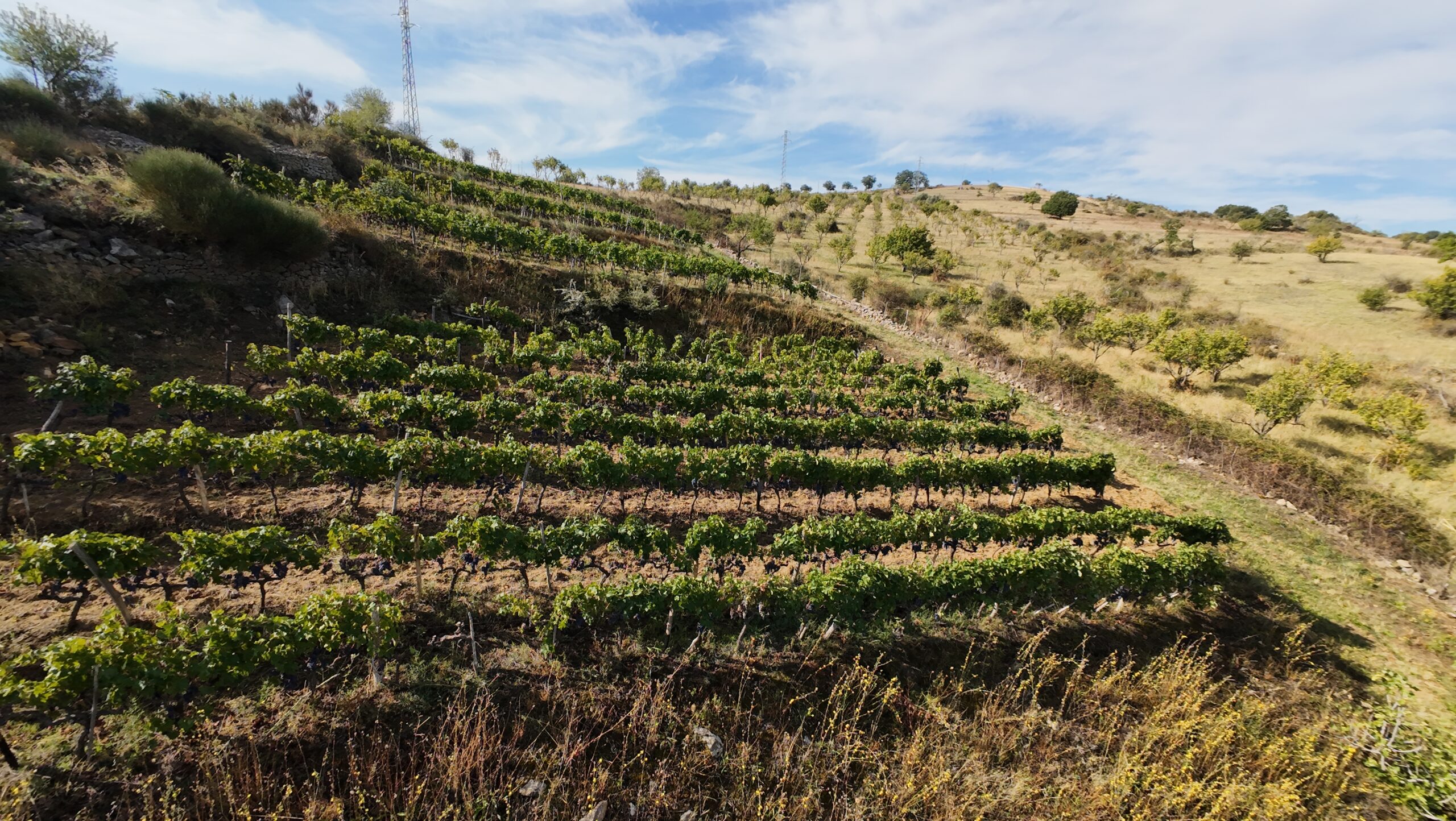 Terreno Agricolo – Vigneto – C.da Filice, Maletto (CT)