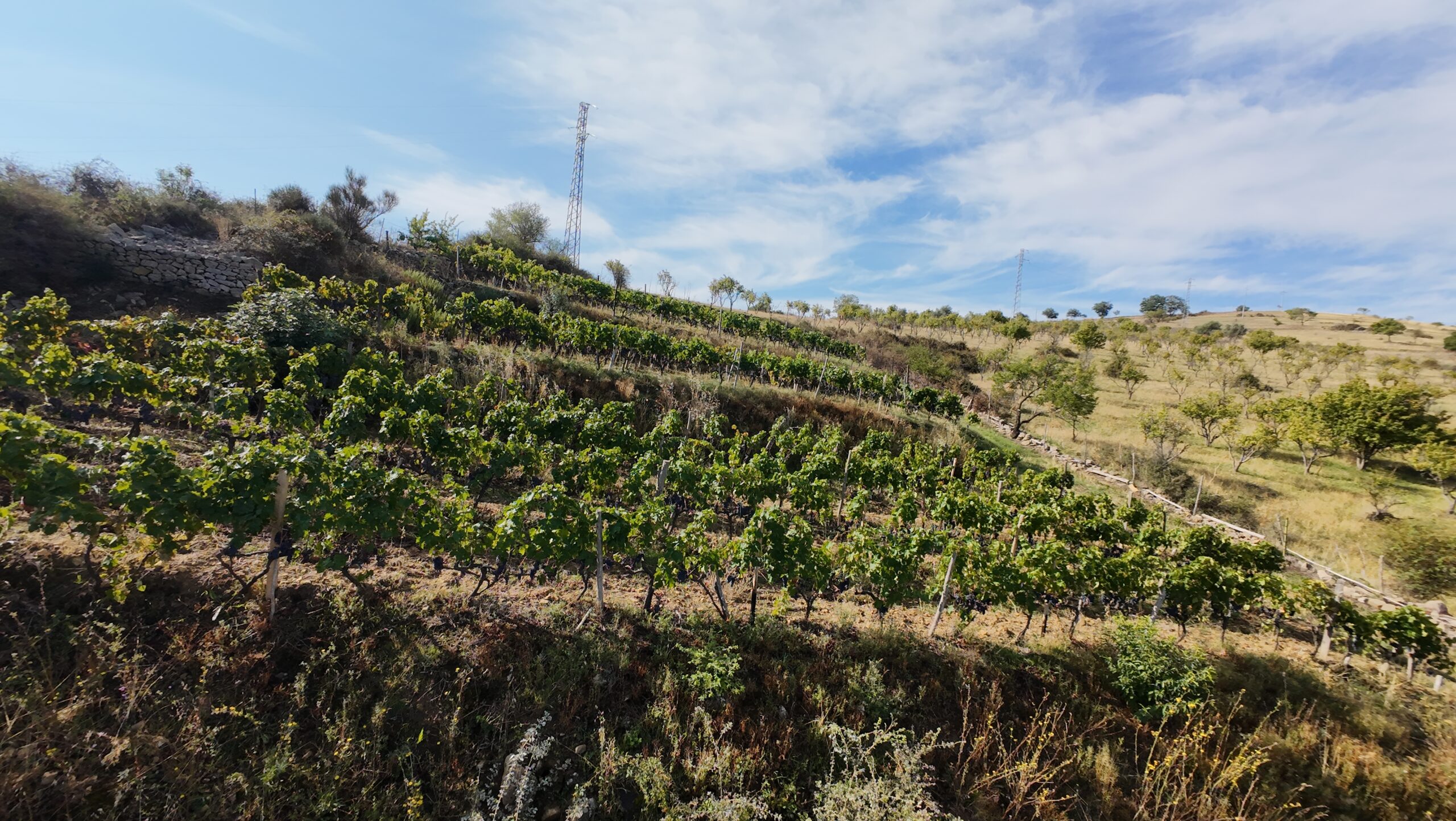 Terreno Agricolo – Vigneto – C.da Filice, Maletto (CT)