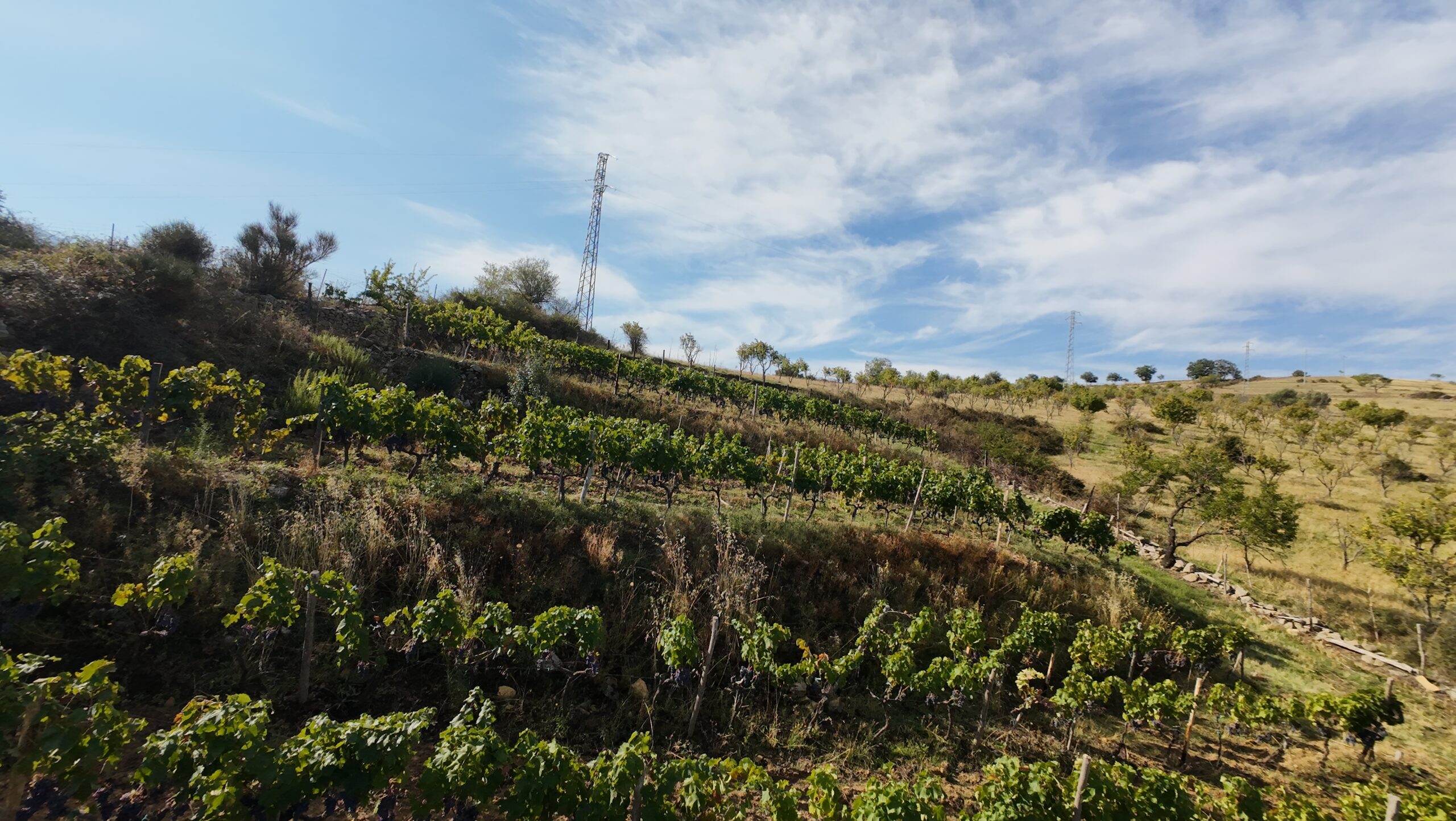 Terreno Agricolo – Vigneto – C.da Filice, Maletto (CT)