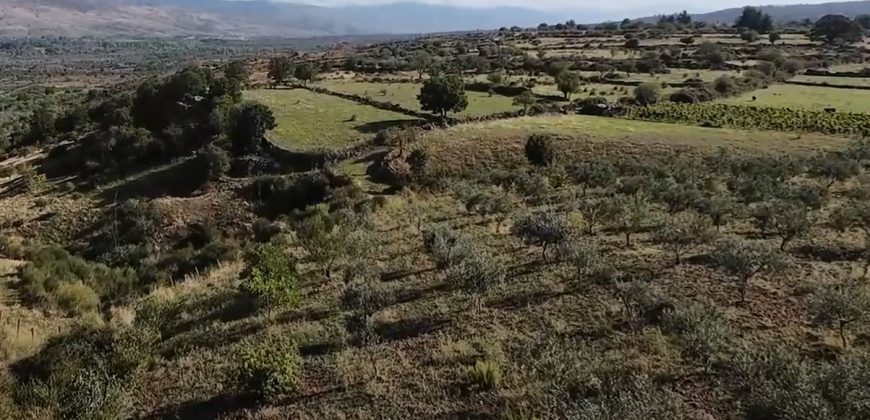 Terreno Agricolo – Uliveto – C.da Filice, Maletto (CT)