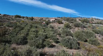 Terreno agricolo con uliveto e area fabbricabile in vendita – Zona Corvo, Bronte (CT)