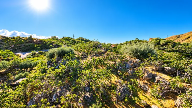 Paesaggio mediterraneo sotto il sole_6_11zon
