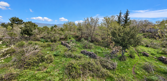 Terreno Agricolo + (Collabente) Contrada Feudo Soprano – Maletto (CT)